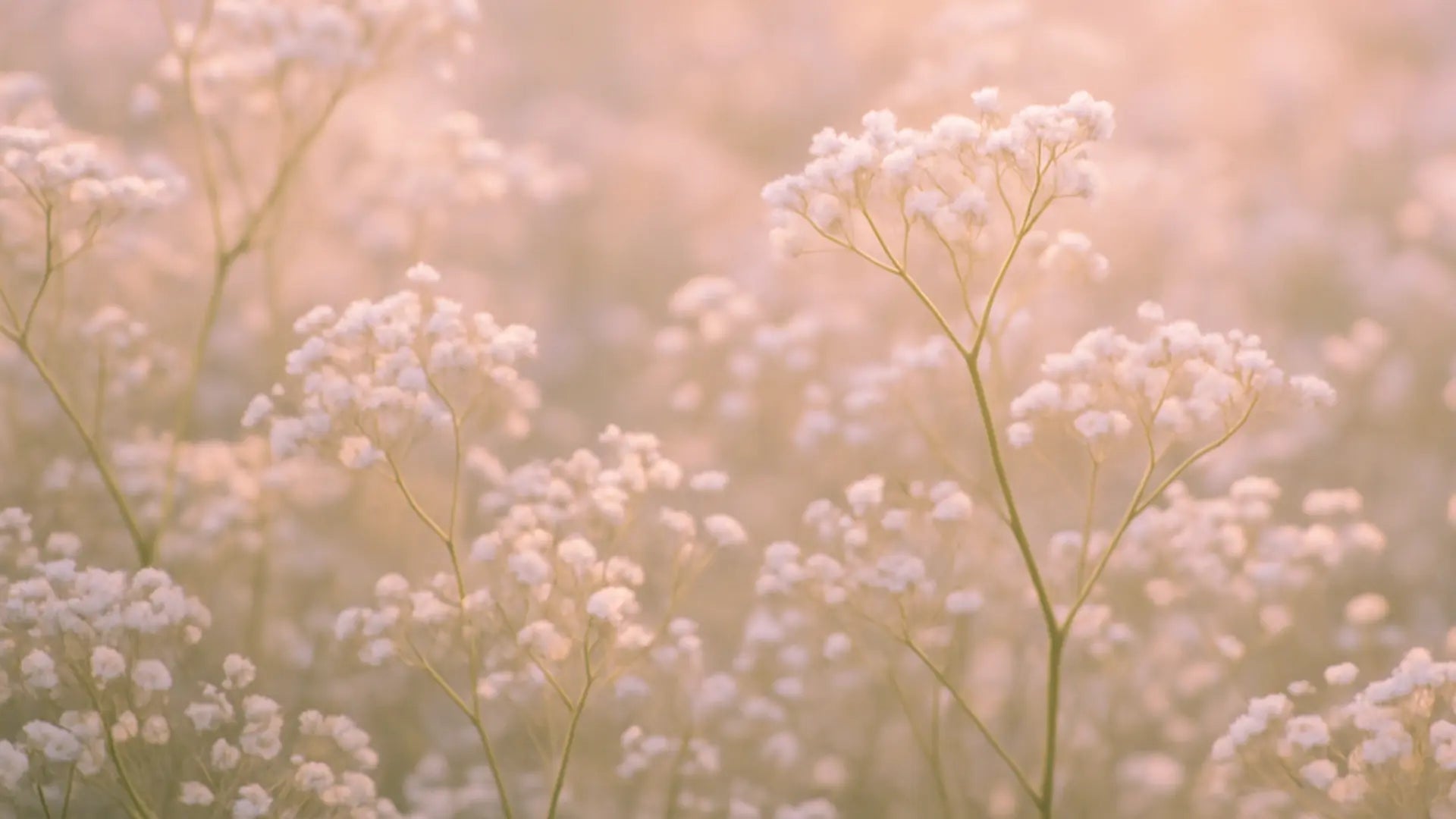 White flowers with a soft, blurred background